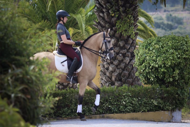 Image Stage de dressage et d'équitation Portugaise au Portugal