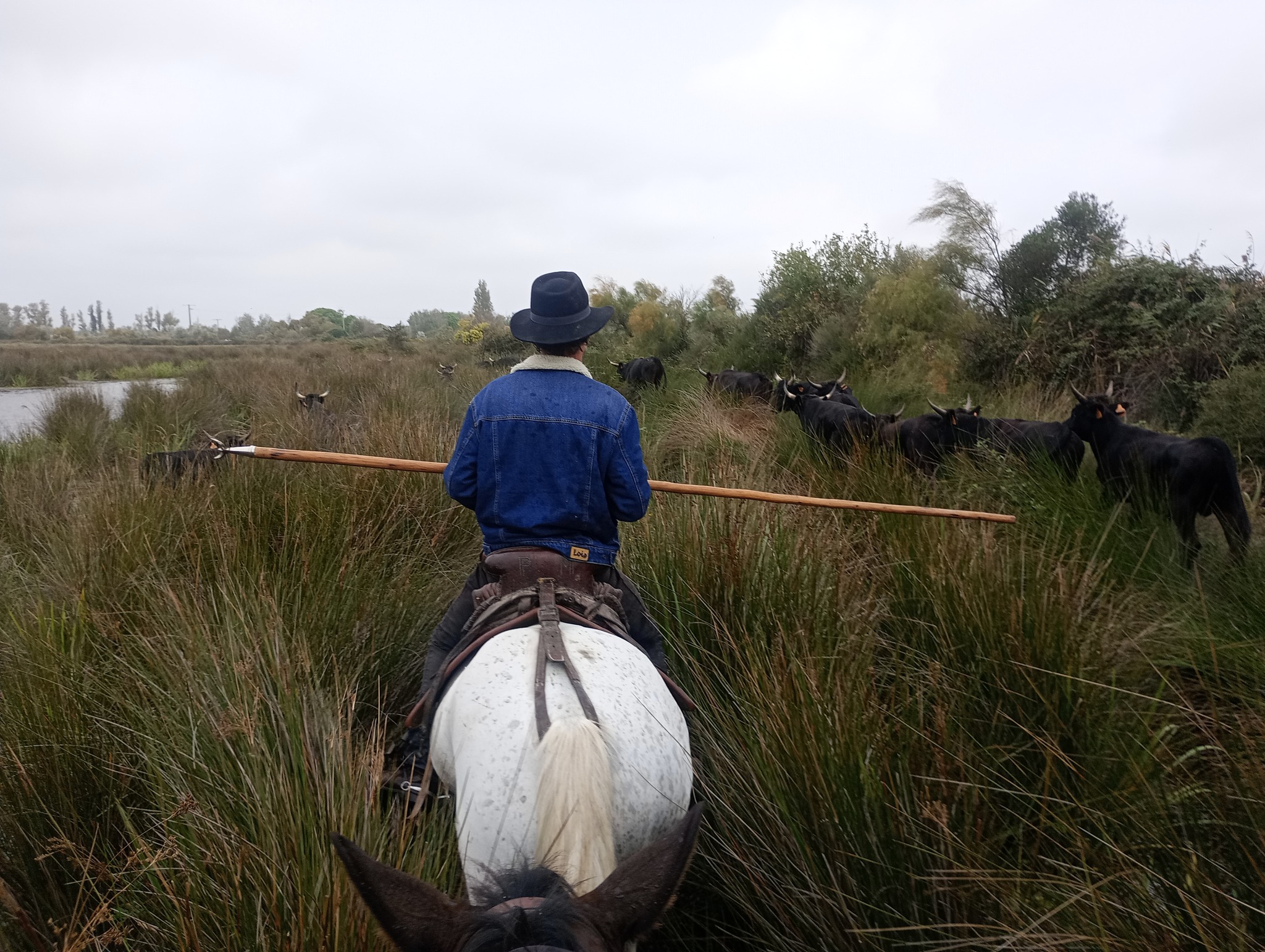 Image Voyage à cheval des collines du Luberon et des Alpilles à la Camargue