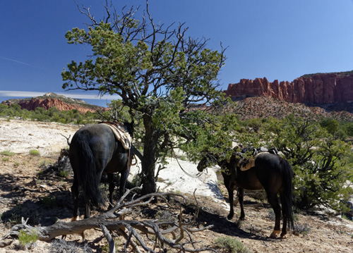 Image Usa : Rando à cheval à Pleasant Creek en Utah