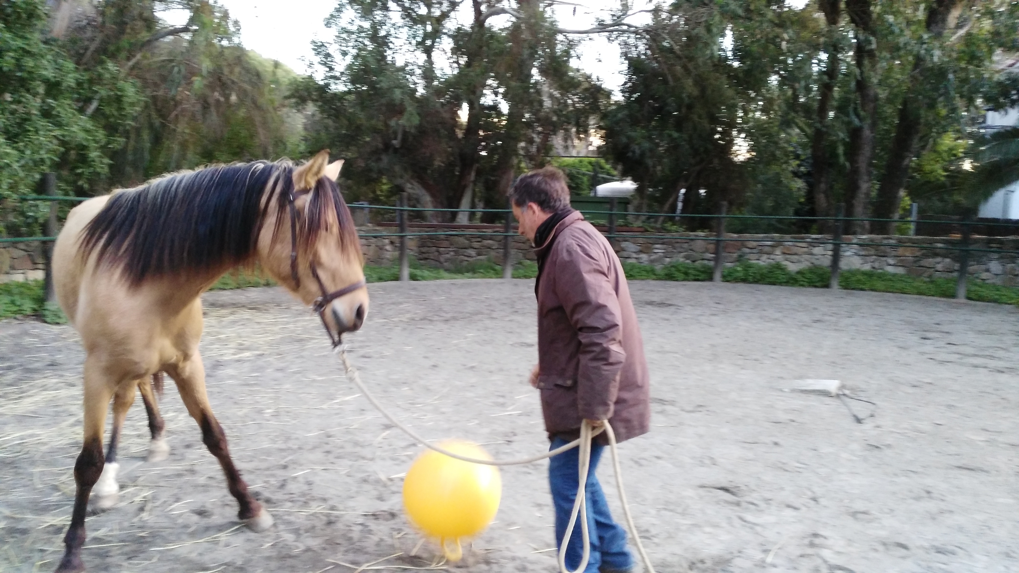 stage cheval ethologie