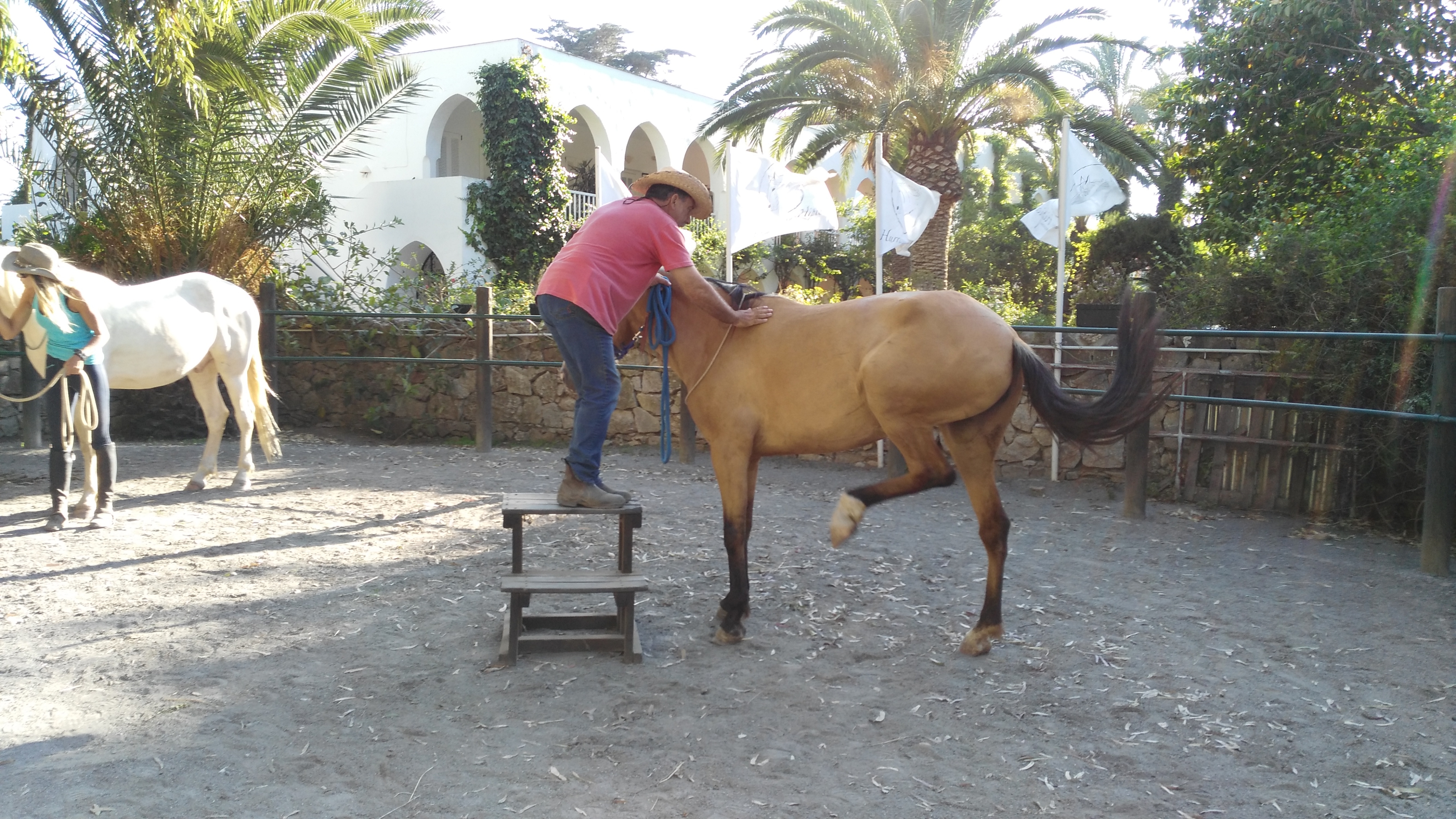 stage cheval ethologie equestre