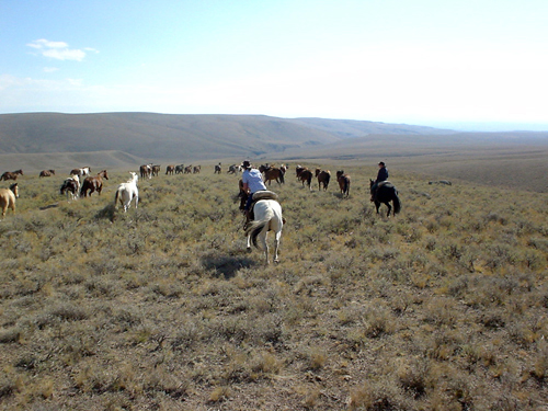 Image Usa : Convoyage d'un troupeau de chevaux en Idaho