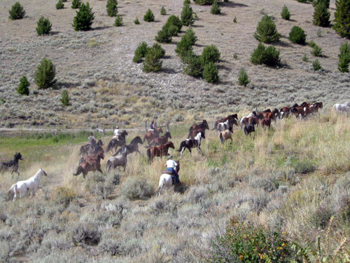 Image Usa : Convoyage d'un troupeau de chevaux en Idaho