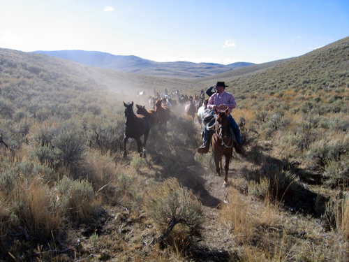 Image Usa : Convoyage d'un troupeau de chevaux en Idaho