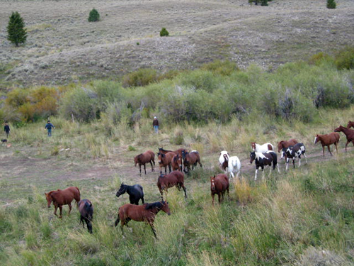 Image Usa : Convoyage d'un troupeau de chevaux en Idaho
