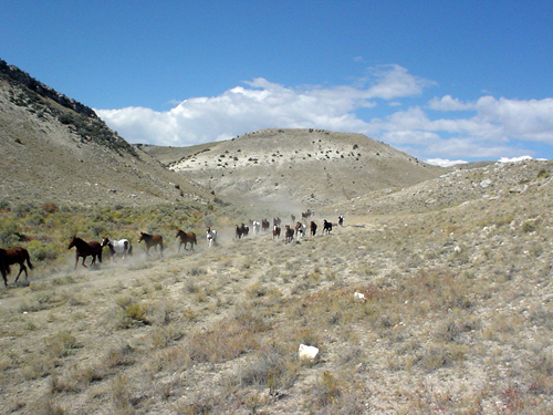 Image Usa : Convoyage d'un troupeau de chevaux en Idaho