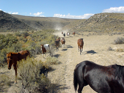 Image Usa : Convoyage d'un troupeau de chevaux en Idaho