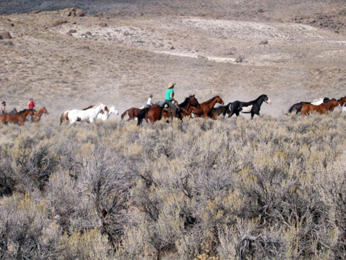 Image Usa : Convoyage d'un troupeau de chevaux en Idaho