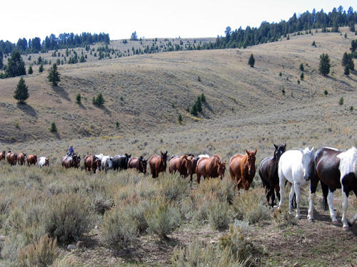 Image Usa : Convoyage d'un troupeau de chevaux en Idaho