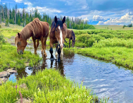Image Usa : Rando à cheval en bivouac dans le Wyoming