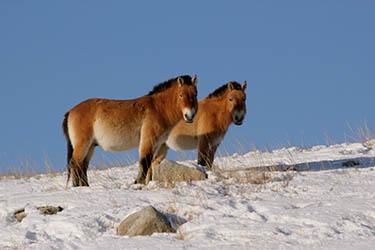 Image Randonnée hivernale à cheval en Mongolie