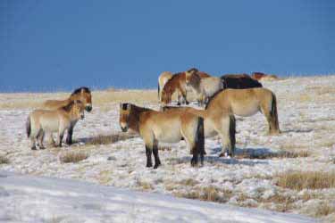 Image Randonnée hivernale à cheval en Mongolie
