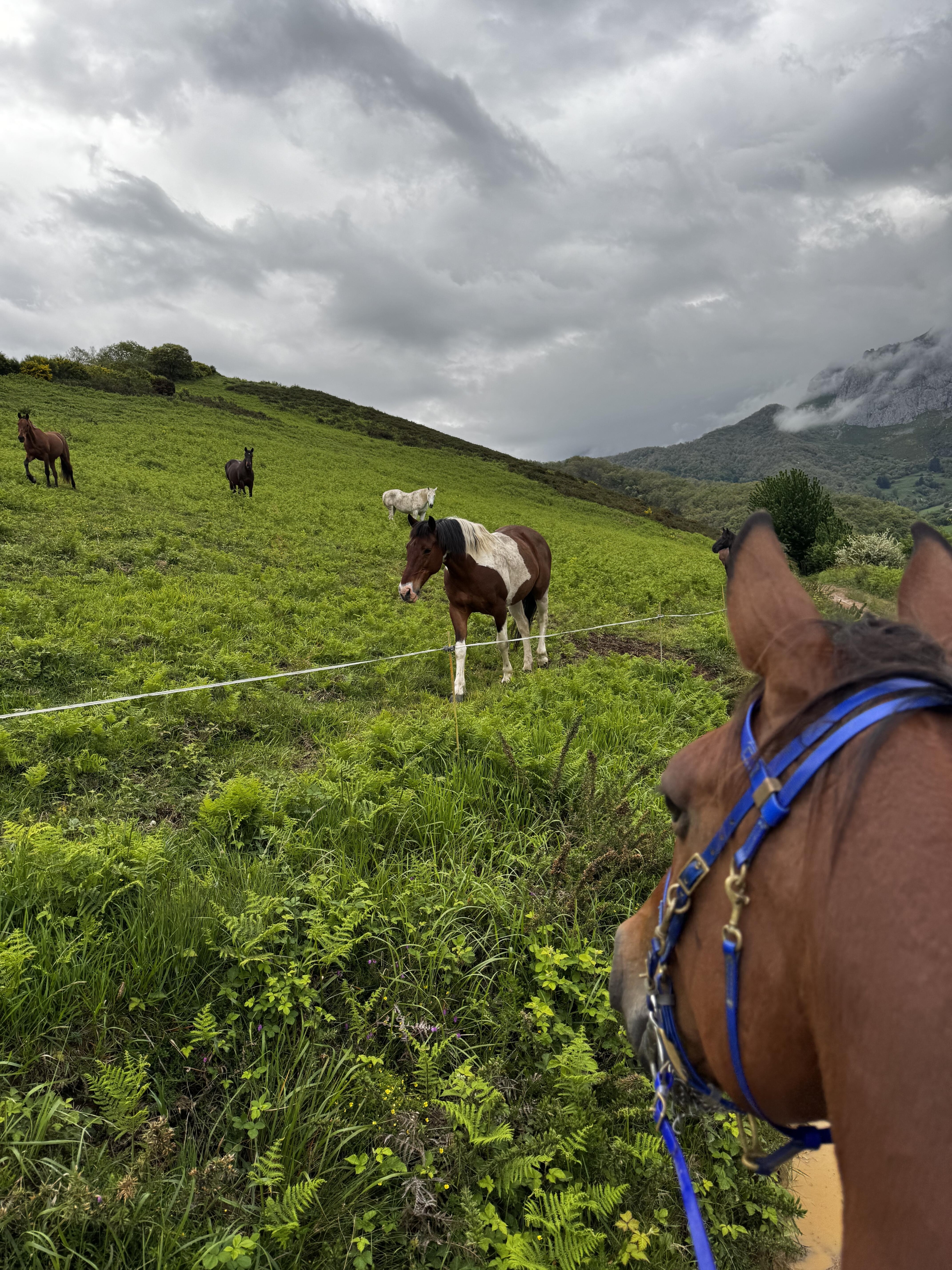 Image Espagne : A cheval sur le Camino Jubilar