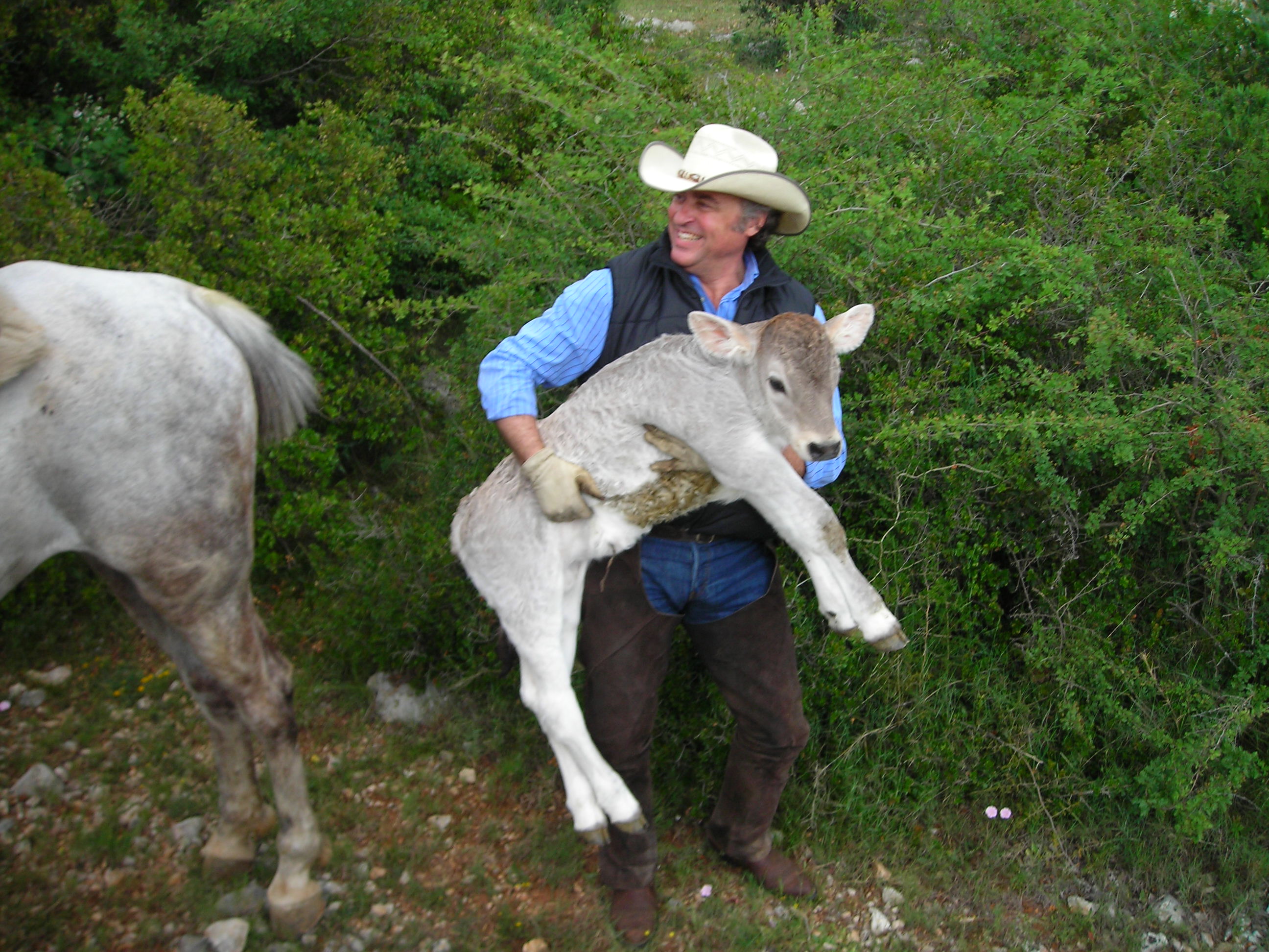 Image Espagne : Transhumance du bétail en Catalogne