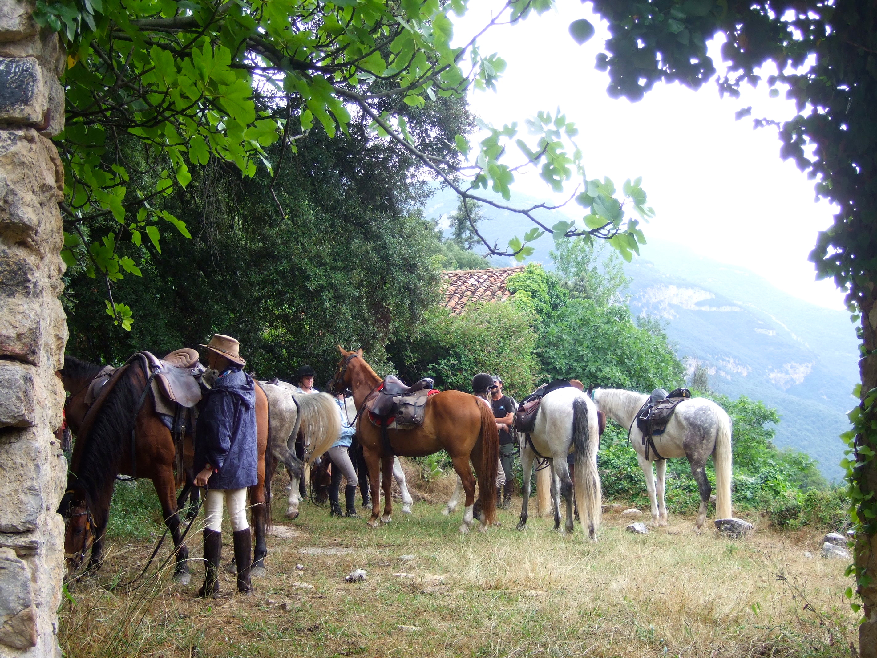 Image Espagne : Transhumance du bétail en Catalogne