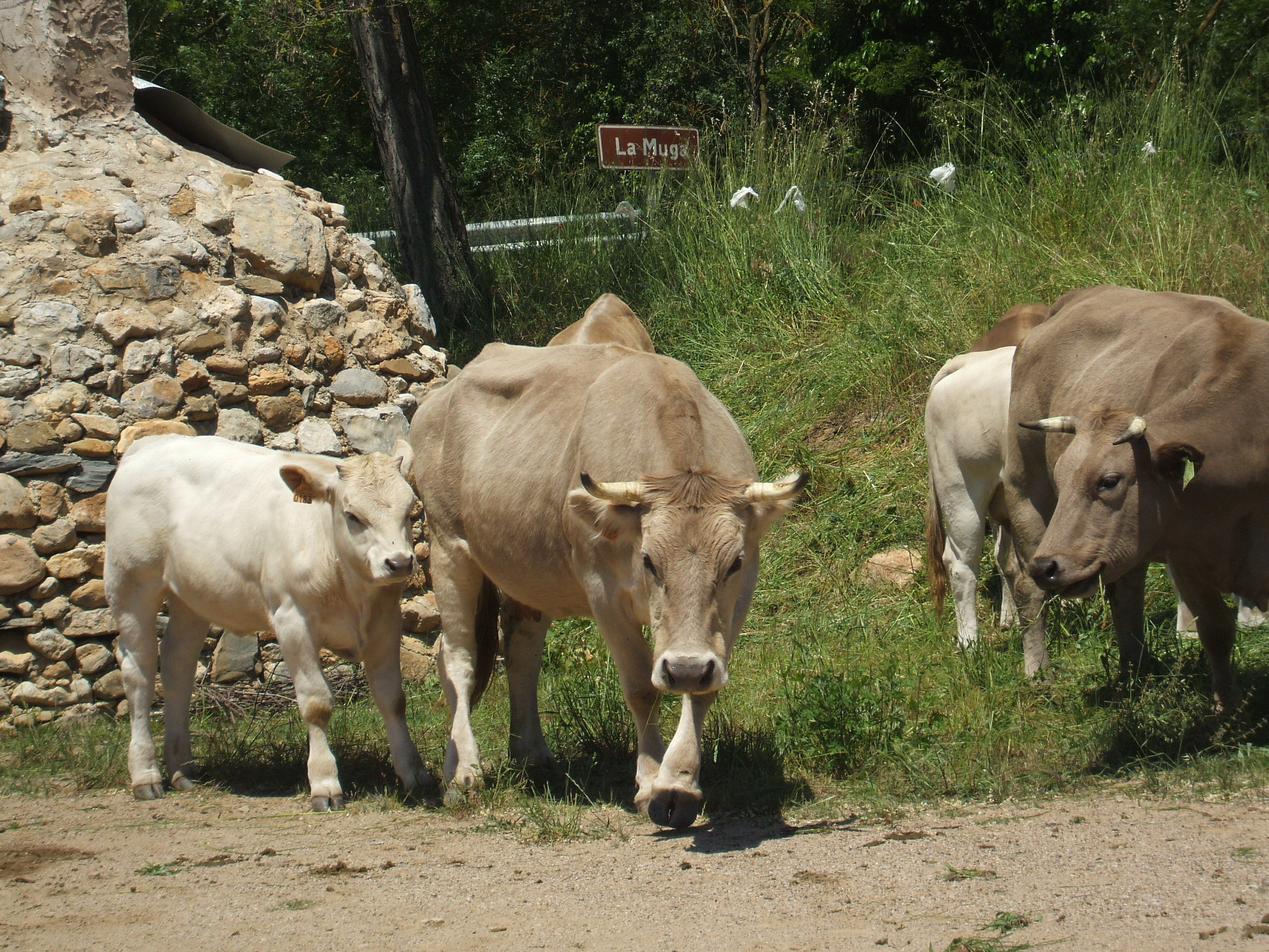 Image Espagne : Transhumance du bétail en Catalogne