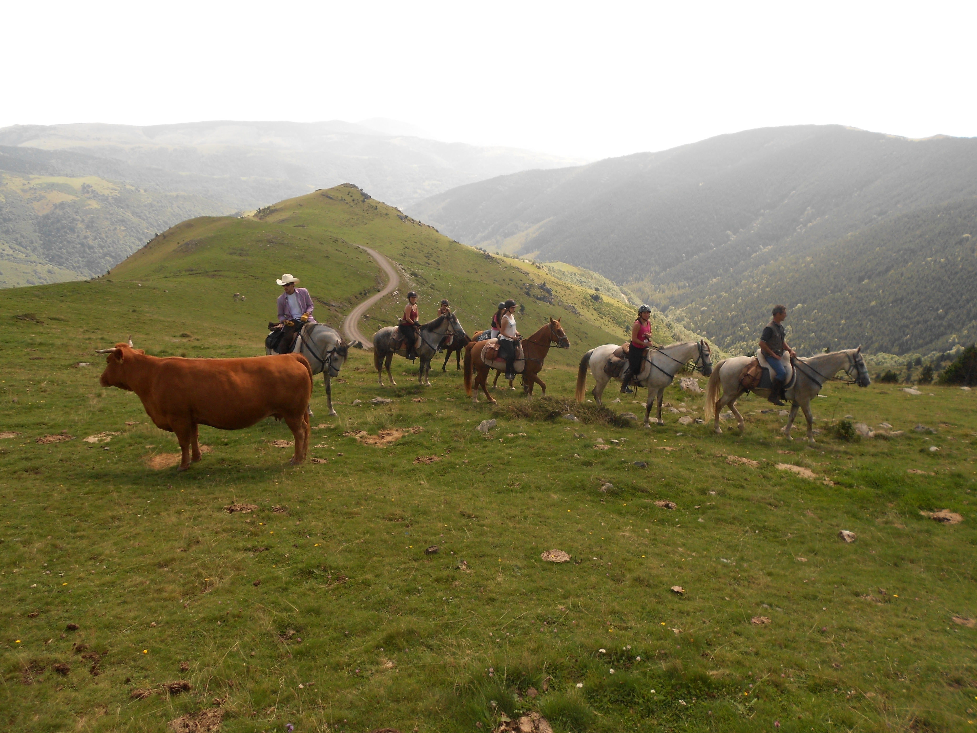 Image Espagne : Transhumance du bétail en Catalogne