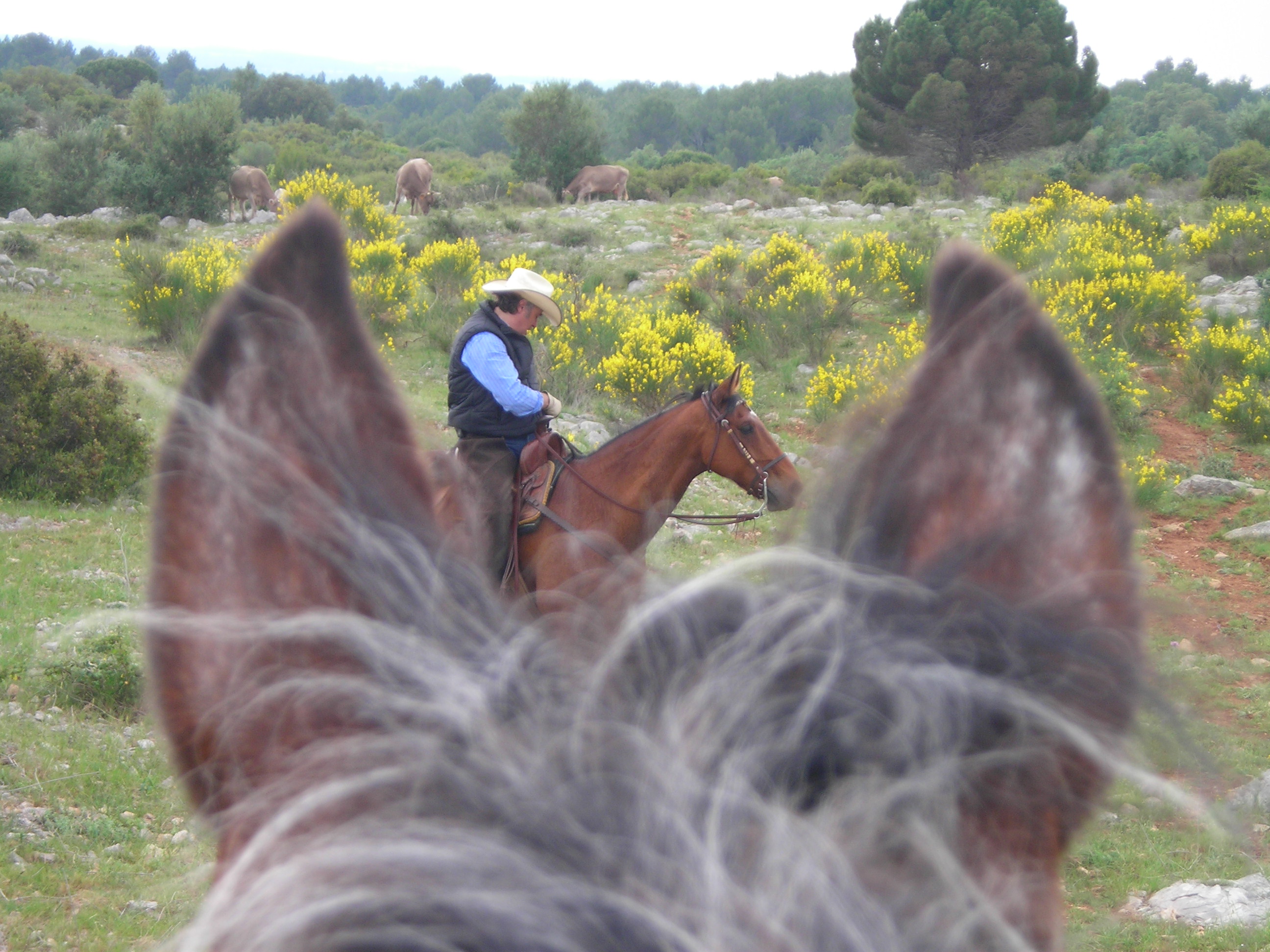Image Espagne : Transhumance du bétail en Catalogne