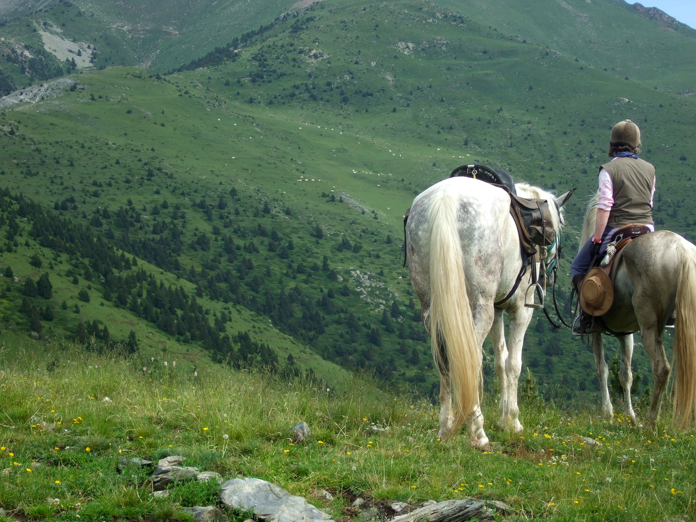Image Espagne : Transhumance du bétail en Catalogne
