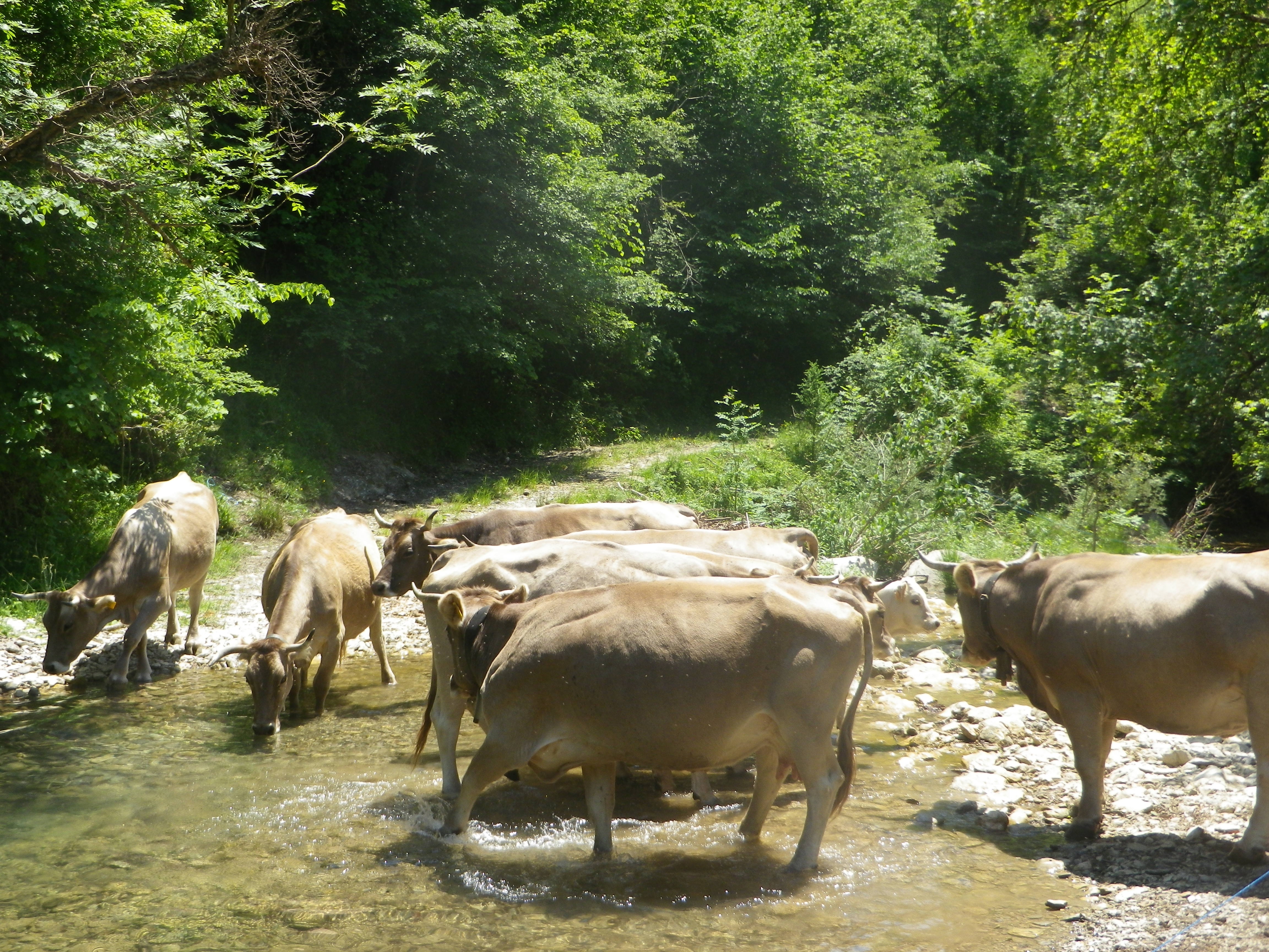 Image Espagne : Transhumance du bétail en Catalogne
