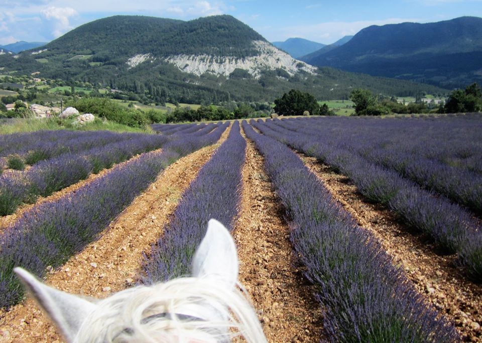 Image Deux semaines de voyage à cheval du Luberon à la Camargue + La Route de la Lavande
