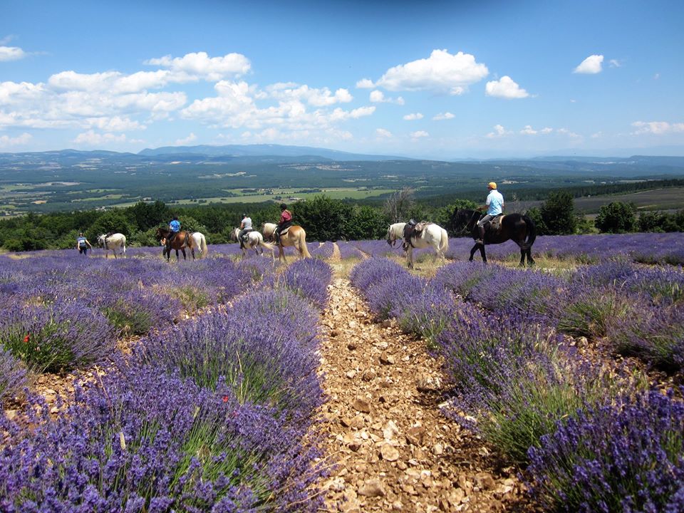 Image Deux semaines de voyage à cheval du Luberon à la Camargue + La Route de la Lavande