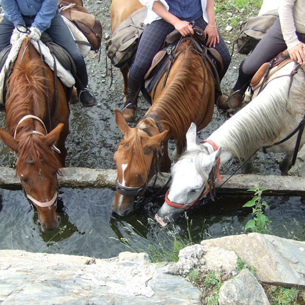 Image Espagne : Transhumance du bétail en Catalogne