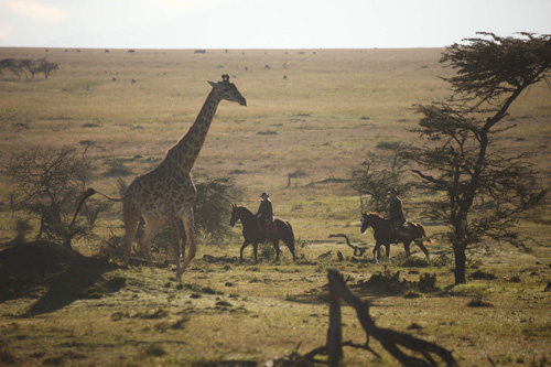 Image Kenya : Safari à cheval du Masai Mara