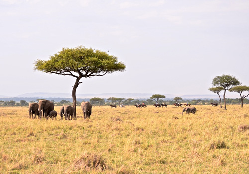 Image Kenya : Safari à cheval du Masai Mara