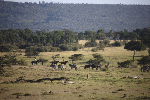 Image Kenya : Safari à cheval du Masai Mara