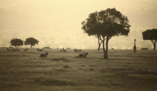 Image Kenya : Safari à cheval du Masai Mara