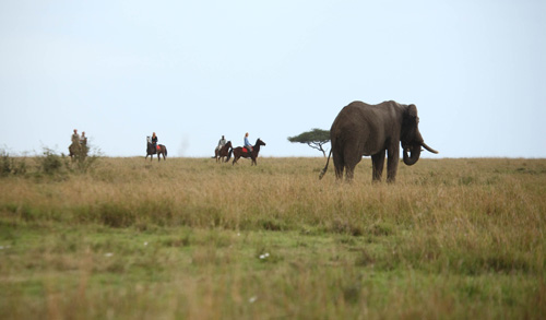 Image Kenya : Safari à cheval du Masai Mara