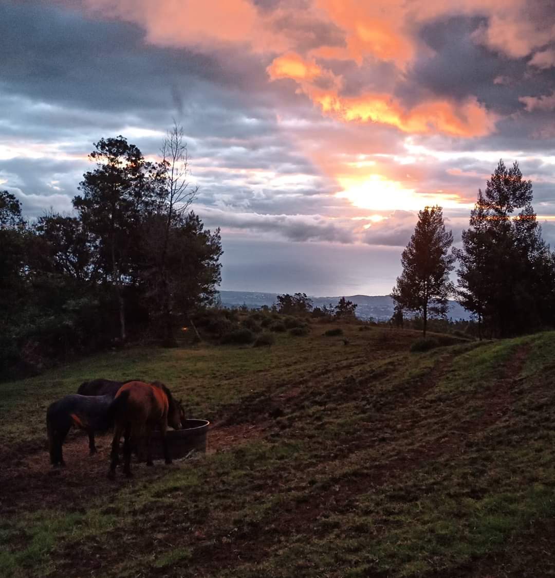 Image Réunion : Découverte de la Réunion à cheval