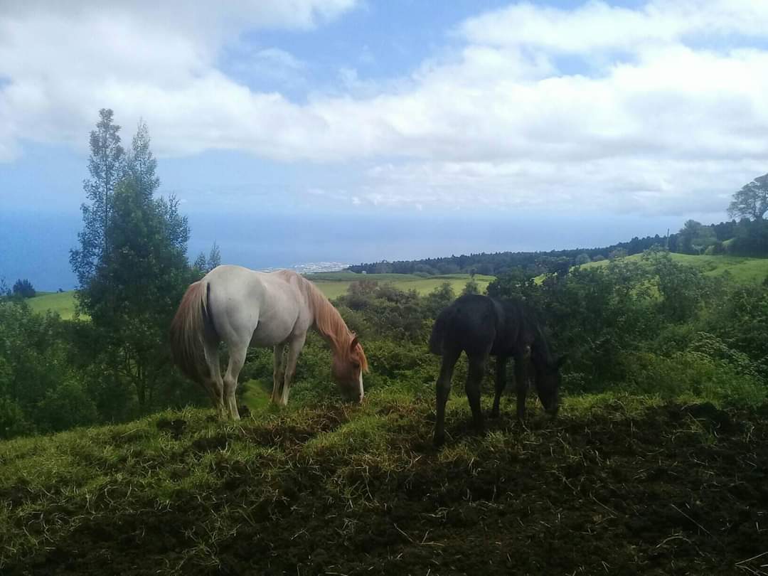 Image Réunion : Découverte de la Réunion à cheval