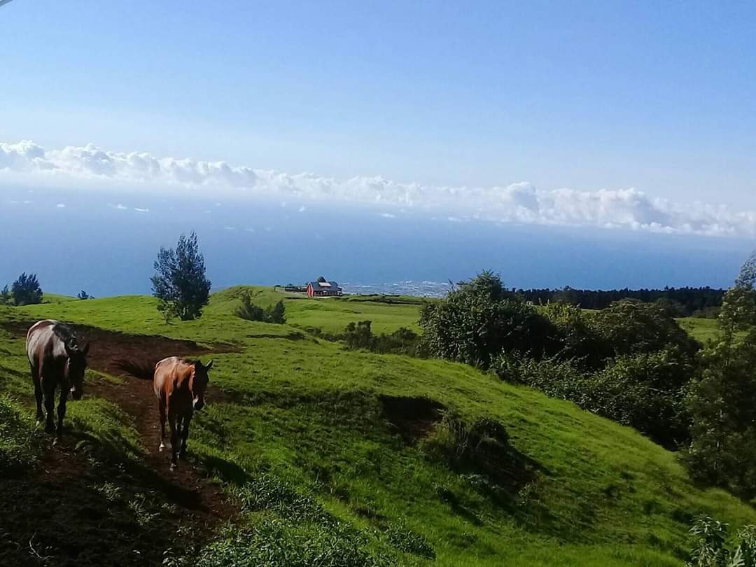 Image Réunion : Découverte de la Réunion à cheval