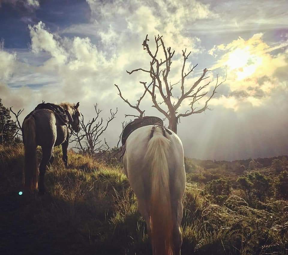 vacances à cheval à la Reunion