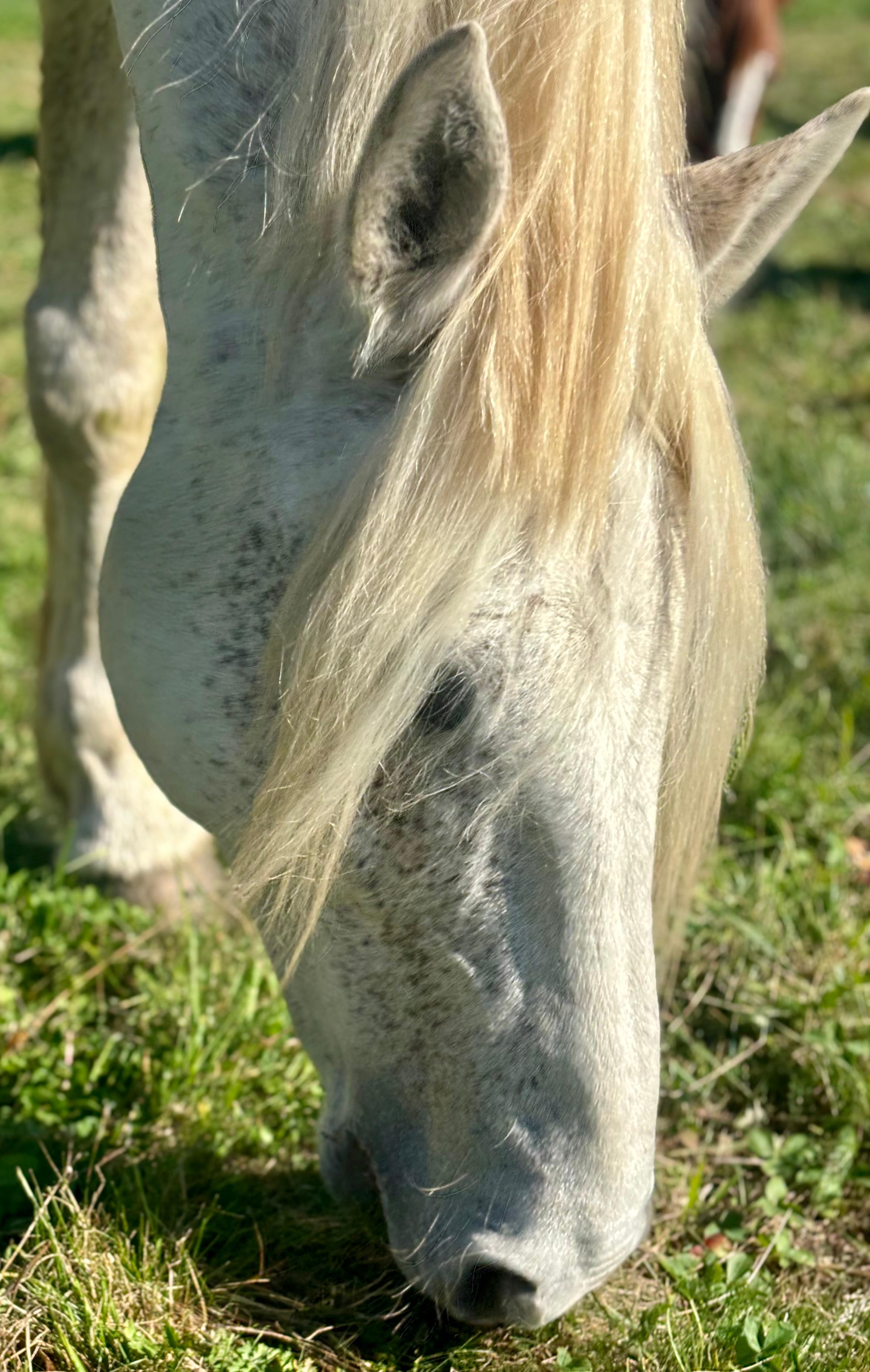 Image Les grands vins de Bordeaux à cheval