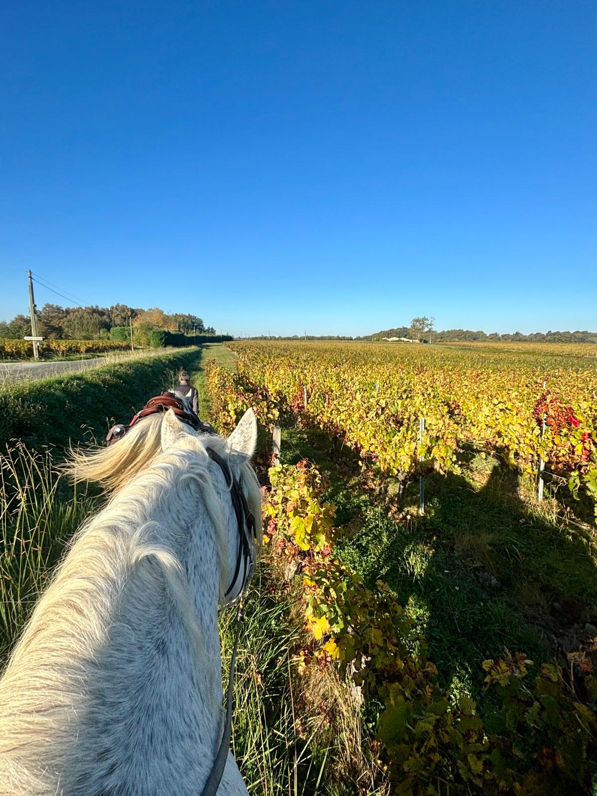 Image Les grands vins de Bordeaux à cheval