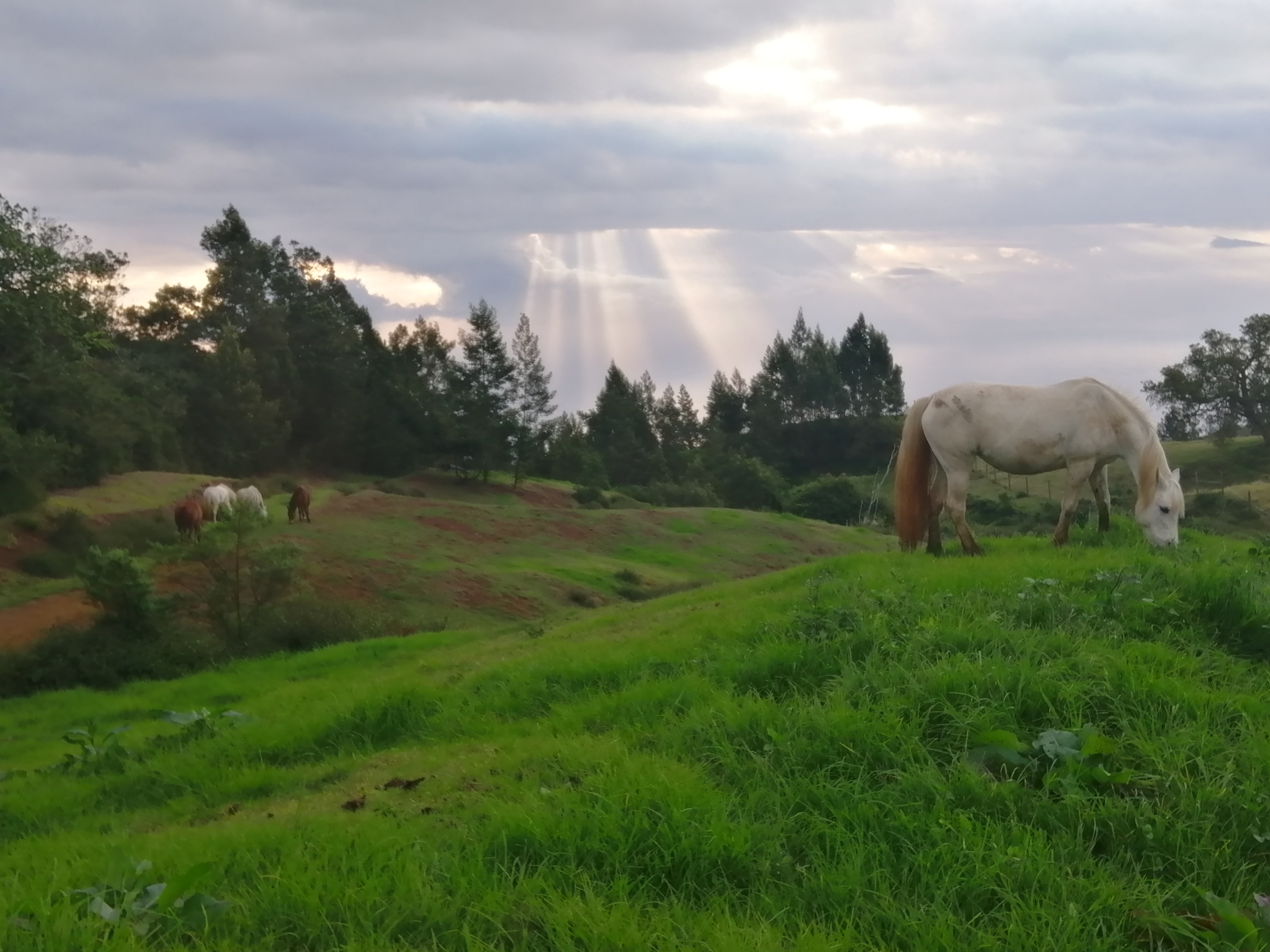 Image Réunion : Découverte de la Réunion à cheval