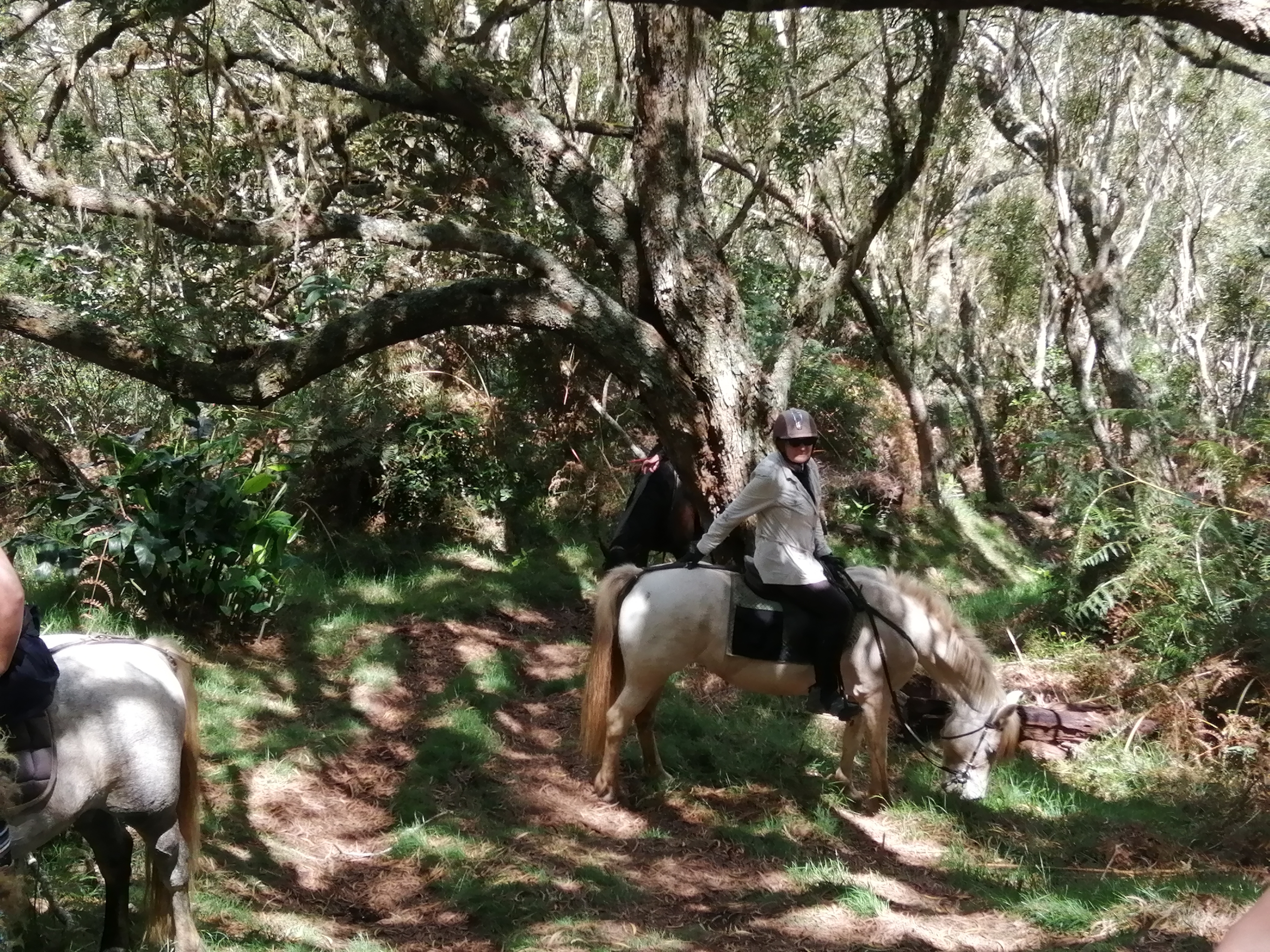 Image Réunion : Découverte de la Réunion à cheval