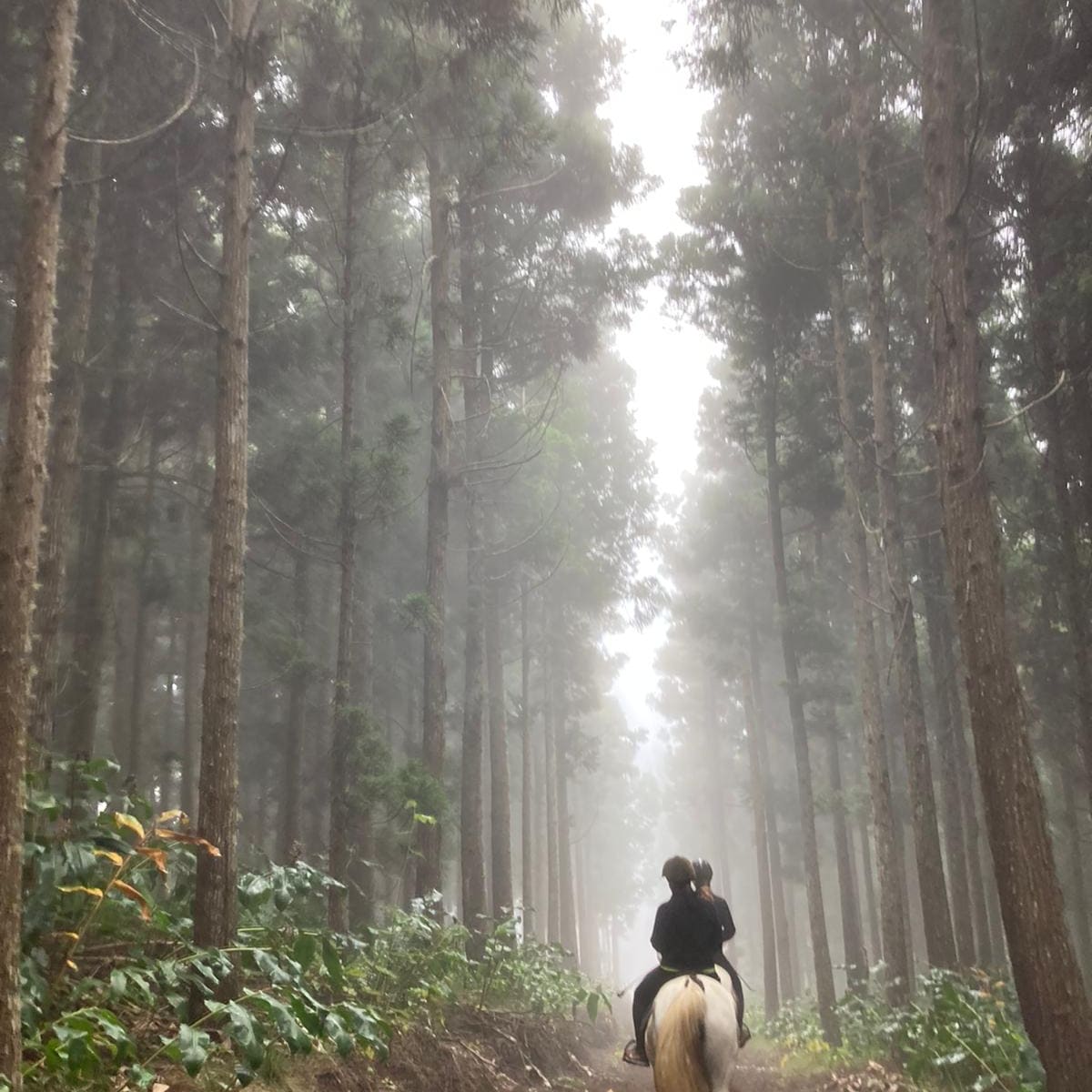 Image Réunion : Découverte de la Réunion à cheval