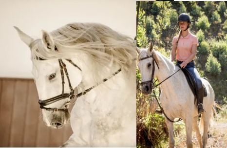 Image Stage de dressage au Portugal et randonnée à cheval dans les collines de la Serra de Grândola