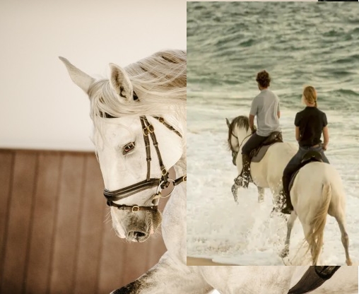 Image Stage de dressage et d'équitation Portugaise en quinta de grand confort + Randonnée à cheval au Port