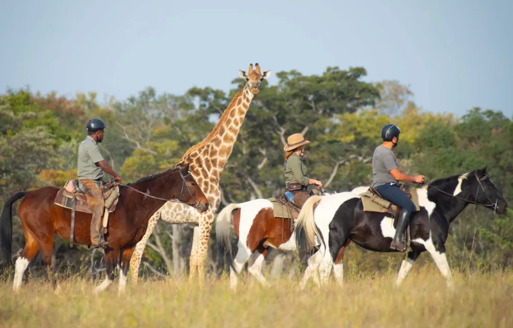 Image Afrique du Sud & Botswana : Exploration de la faune en safari à cheval