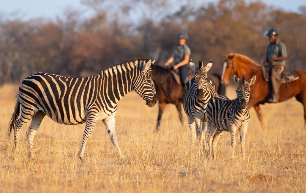 Image Afrique du Sud & Botswana : Exploration de la faune en safari à cheval