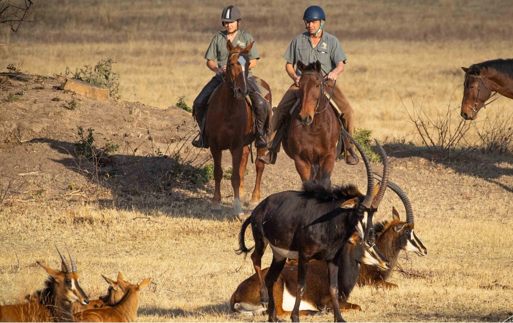 Image Afrique du Sud & Botswana : Exploration de la faune en safari à cheval