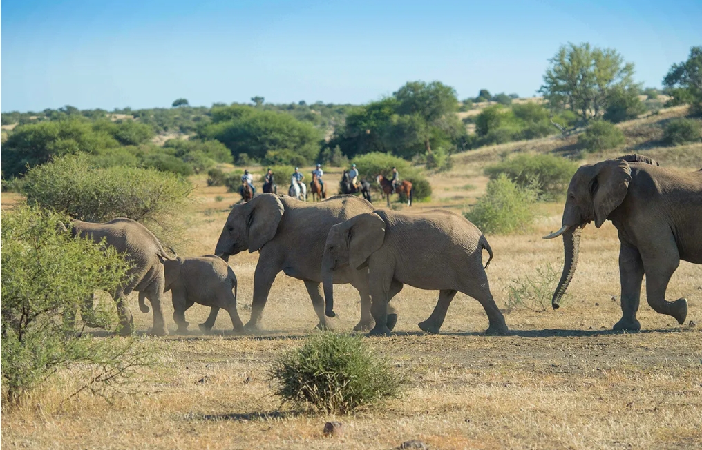 Image Afrique du Sud & Botswana : Exploration de la faune en safari à cheval