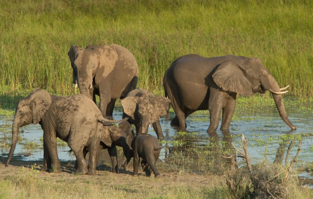 Image Afrique du Sud & Botswana : Exploration de la faune en safari à cheval