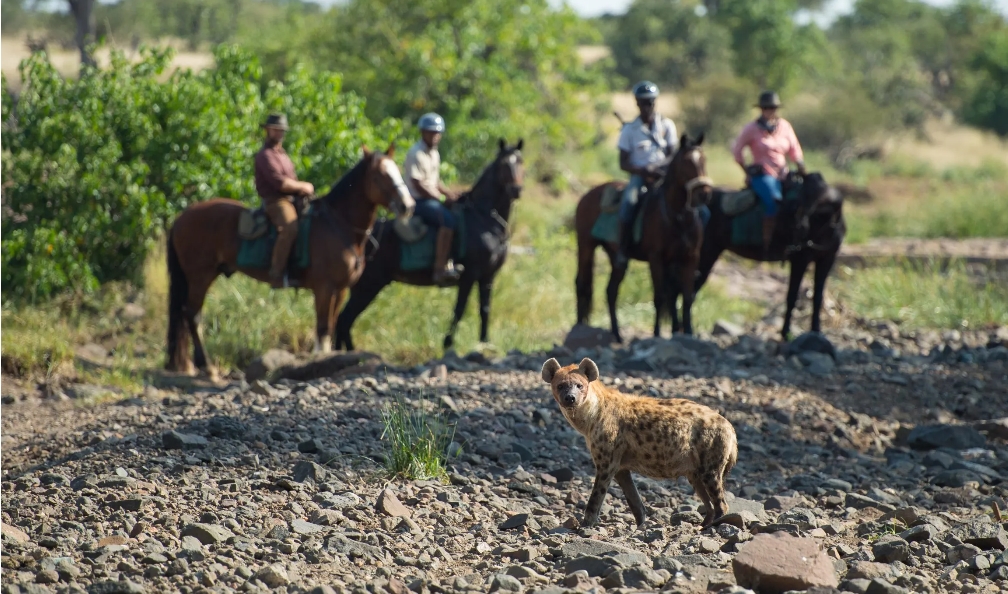 Image Afrique du Sud & Botswana : Exploration de la faune en safari à cheval