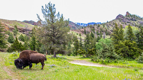 Image Usa : Sejour en ranch et découverte du Yellowstone